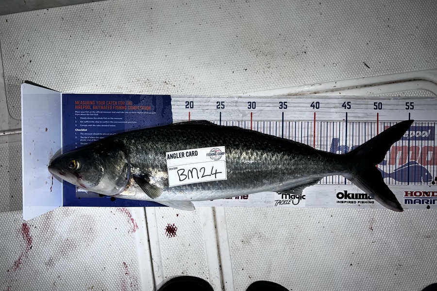Cody Ronald caught this 49.5cm Kahawai at Bay of Plenty during The Hirepool Baitmates Fishing Comp