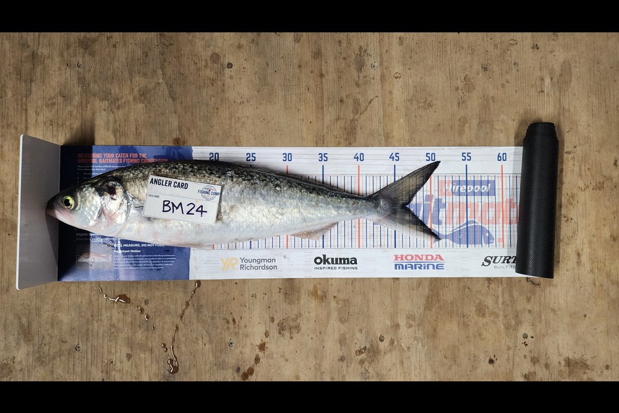 Myles Carson caught this 46.5cm Kahawai at Wellington during The Hirepool Baitmates Fishing Comp