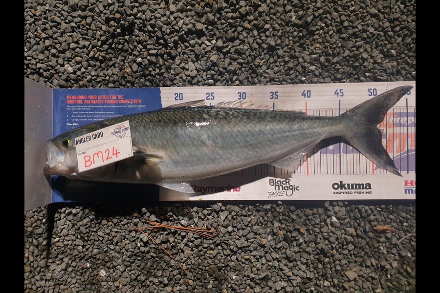 Rodney Niven caught this 50.5cm Kahawai at Wellington during The Hirepool Baitmates Fishing Comp