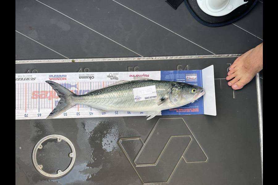 Henry Gibbs caught this 56.5cm Kahawai at Nelson/Marlborough during The Hirepool Baitmates Fishing Comp