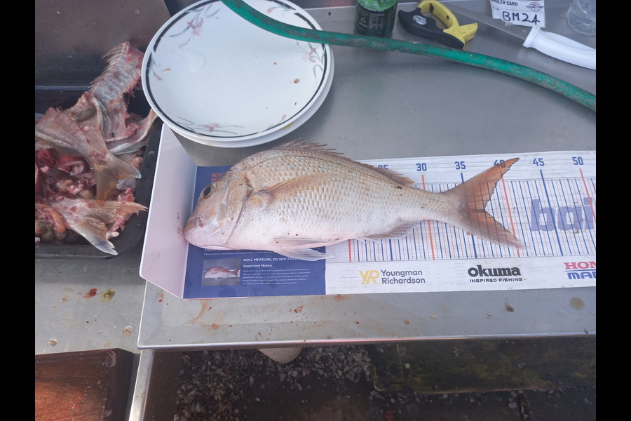 Radar Coxhead caught this 37.0cm Snapper at Coromandel during The Hirepool Baitmates Fishing Comp