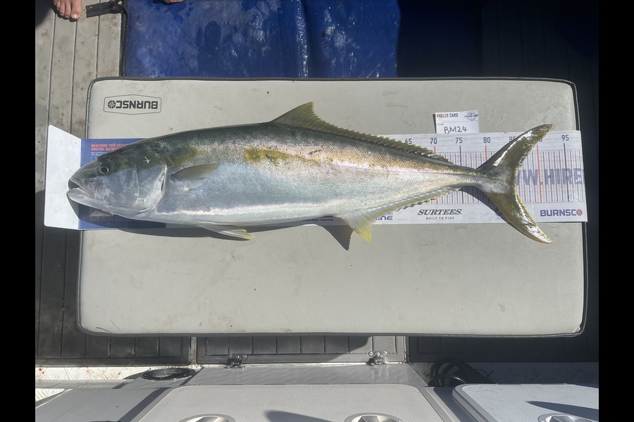 Shaun Russell caught this 85.0cm Kingfish at Northland during The Hirepool Baitmates Fishing Comp