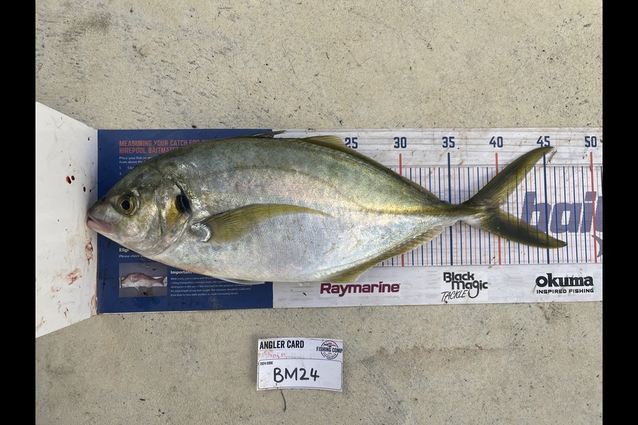 Shaun Russell caught this 40.0cm Trevally at Northland during The Hirepool Baitmates Fishing Comp