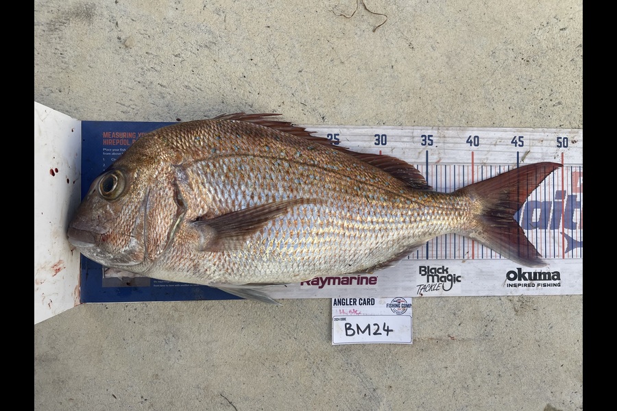 Hunter Russell caught this 44.5cm Snapper at Northland during The Hirepool Baitmates Fishing Comp