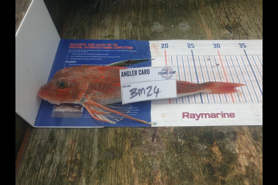 Paul Speedy caught this 30.5cm Gurnard at Bay of Plenty during The Hirepool Baitmates Fishing Comp