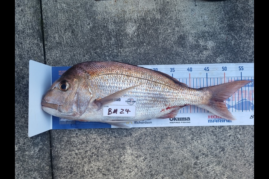 Bryce Gordon caught this 49.5cm Snapper at Bay of Plenty during The Hirepool Baitmates Fishing Comp