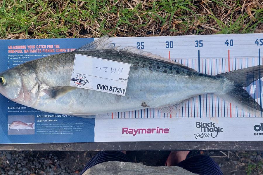 ollie McMurray caught this 42.0cm Kahawai at Auckland during The Hirepool Baitmates Fishing Comp