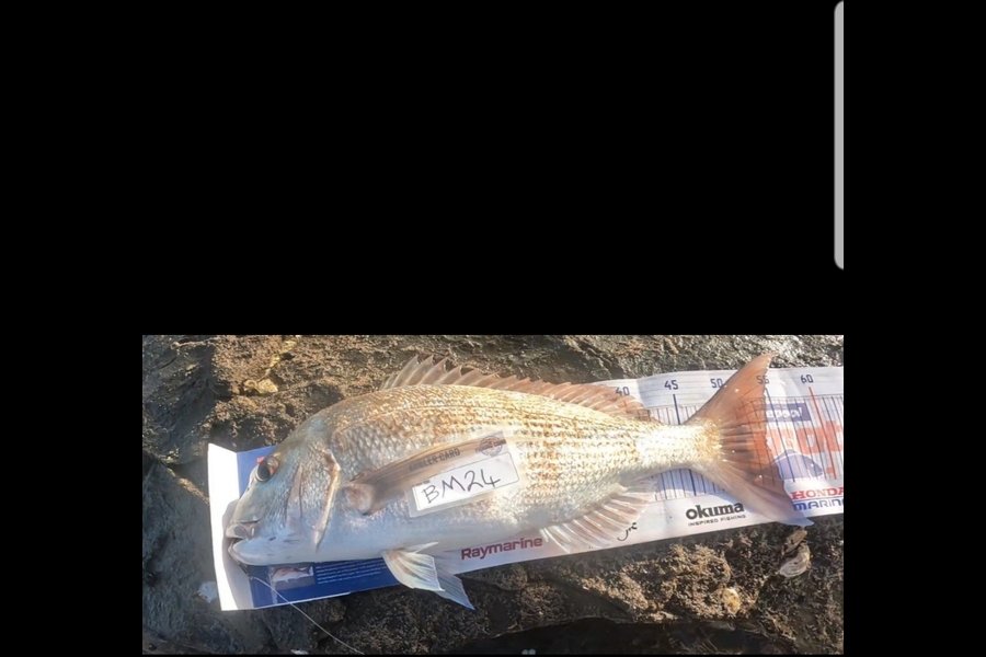 Stephen Nilsson caught this 53.0cm Snapper at Auckland during The Hirepool Baitmates Fishing Comp