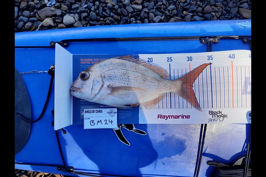 Calvin Smith caught this 30.5cm Snapper at Coromandel during The Hirepool Baitmates Fishing Comp