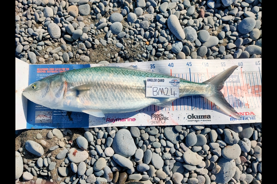 Marc Taylor caught this 52.5cm Kahawai at Nelson/Marlborough during The Hirepool Baitmates Fishing Comp