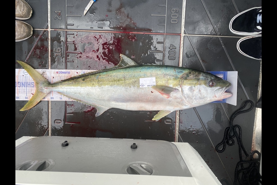 Jack Omeara caught this 109.5cm Kingfish at Nelson/Marlborough during The Hirepool Baitmates Fishing Comp