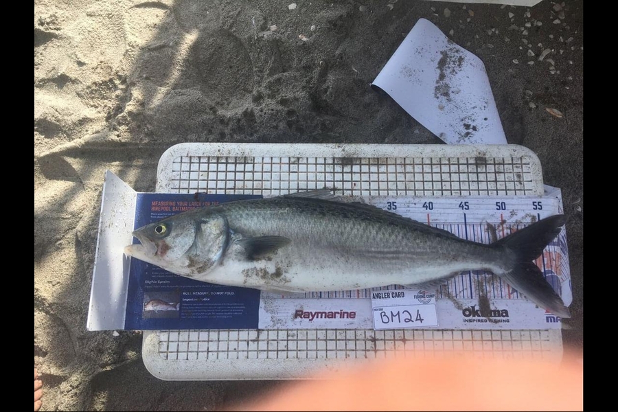 Dylan Blair caught this 53cm Kahawai at Bay of Plenty during The Hirepool Baitmates Fishing Comp