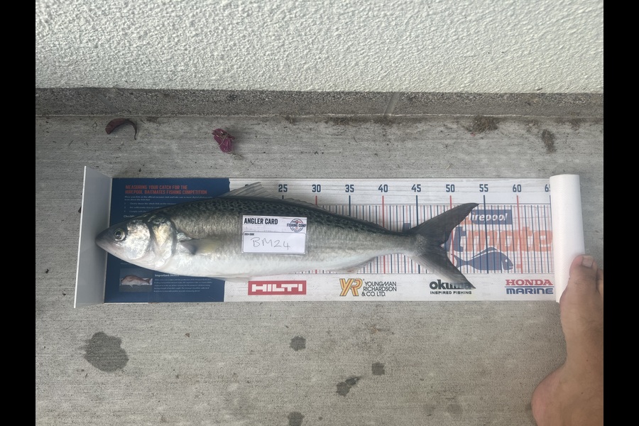 Duncan  Hammon  caught this 48.0cm Kahawai at Bay of Plenty during The Hirepool Baitmates Fishing Comp