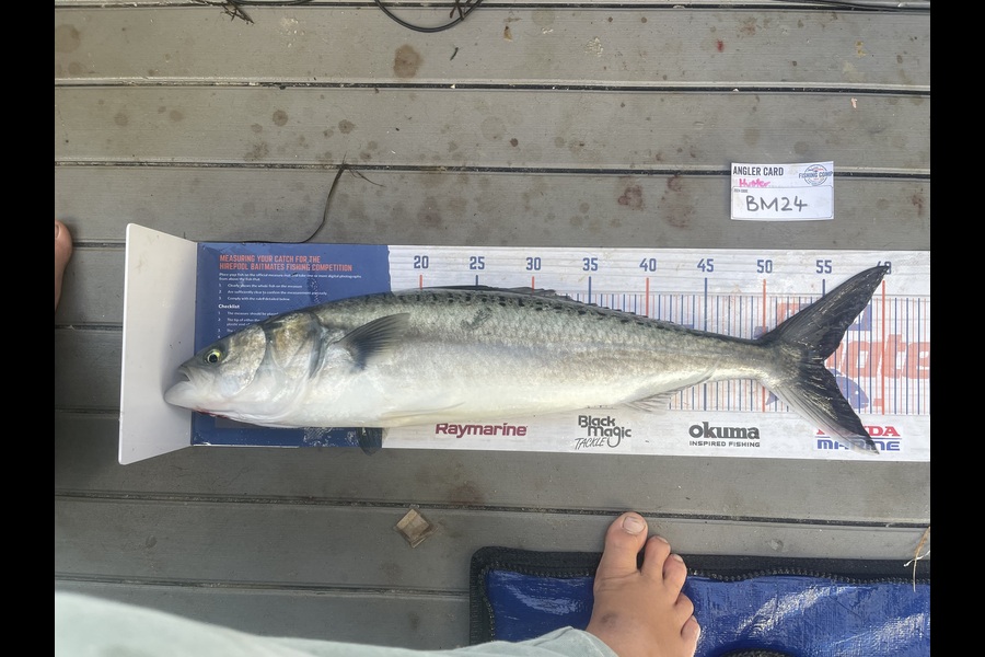 Hunter Russell caught this 55.0cm Kahawai at Northland during The Hirepool Baitmates Fishing Comp