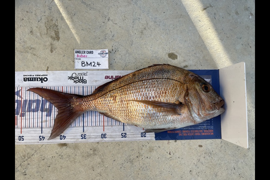 Asher Russell caught this 41.0cm Snapper at Northland during The Hirepool Baitmates Fishing Comp