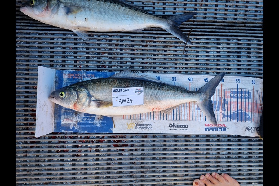 Jayden Emtage caught this 46.5cm Kahawai at Northland during The Hirepool Baitmates Fishing Comp