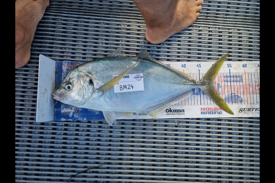 Jayden Emtage caught this 49.0cm Trevally at Northland during The Hirepool Baitmates Fishing Comp