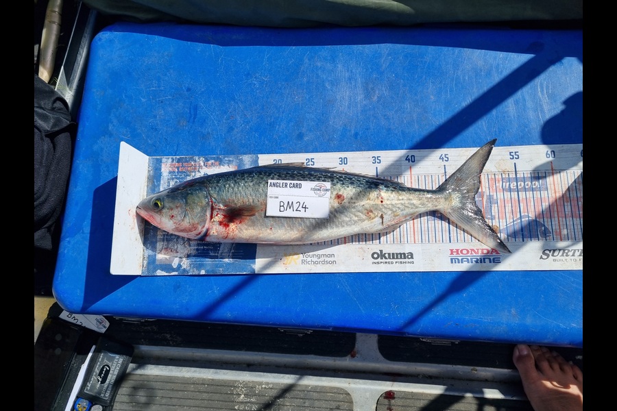 Jayden Emtage caught this 49.0cm Kahawai at Northland during The Hirepool Baitmates Fishing Comp
