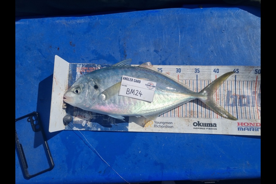 Jayden Emtage caught this 39.0cm Trevally at Northland during The Hirepool Baitmates Fishing Comp