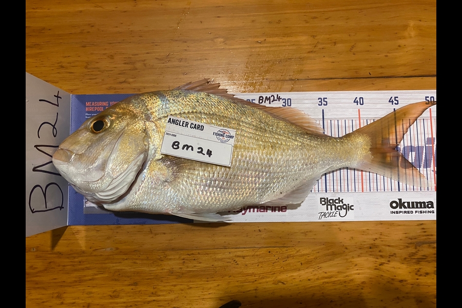 peter barry caught this 44.5cm Snapper at Waikato during The Hirepool Baitmates Fishing Comp