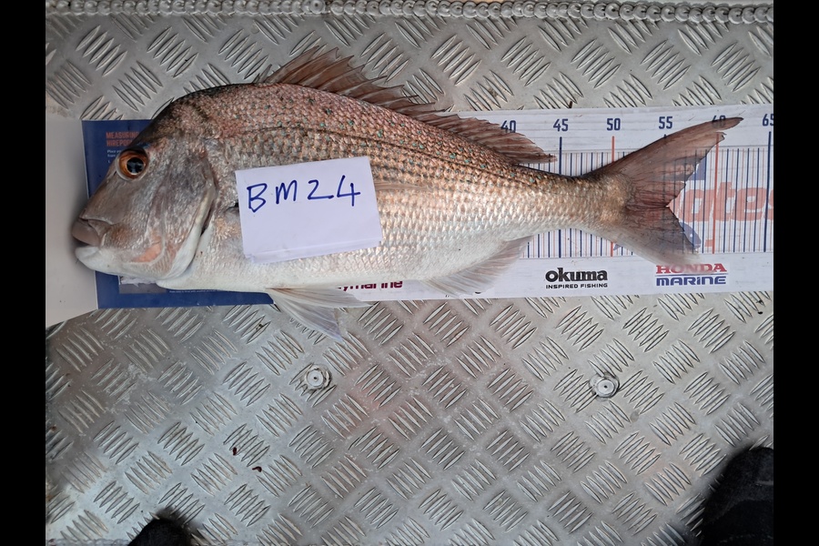 Jordan Reardon caught this 55.0cm Snapper at Auckland during The Hirepool Baitmates Fishing Comp