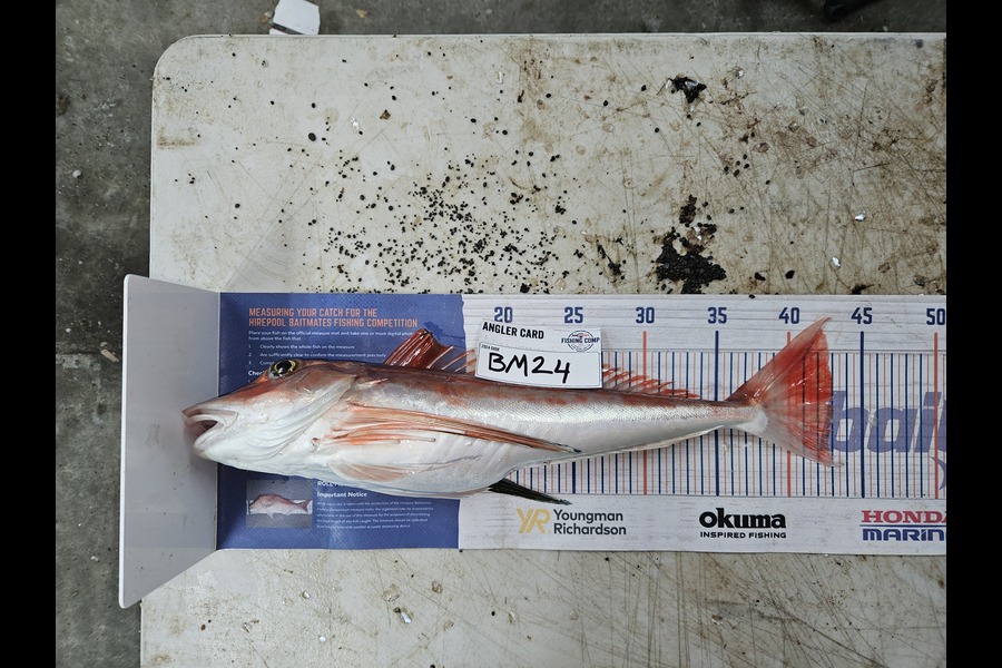 Shane Wilson caught this 43.0cm Gurnard at Hawkes Bay during The Hirepool Baitmates Fishing Comp