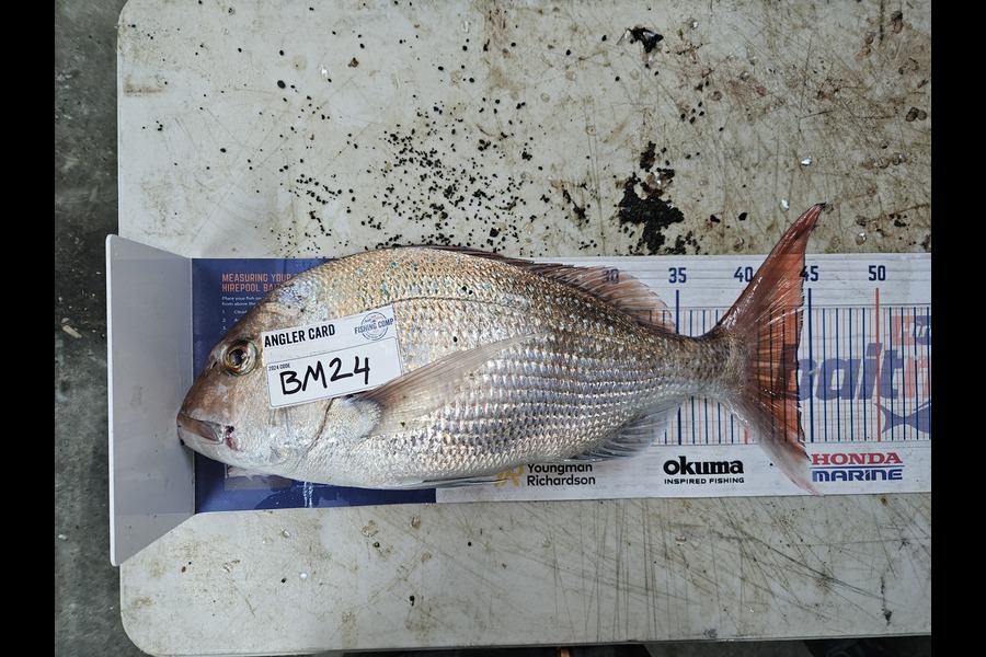 Shane Wilson caught this 44.0cm Snapper at Hawkes Bay during The Hirepool Baitmates Fishing Comp