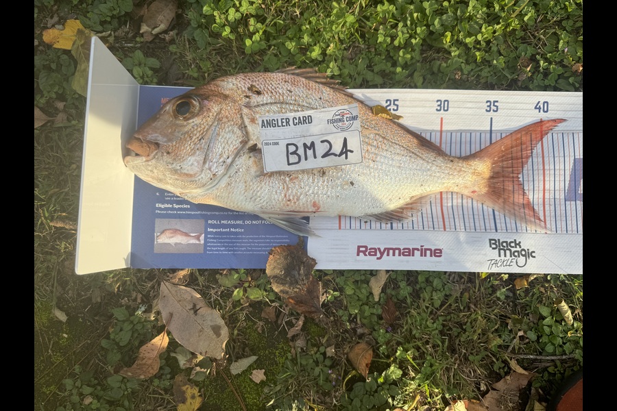 Cameron Coxhead caught this 37.5cm Snapper at Coromandel during The Hirepool Baitmates Fishing Comp