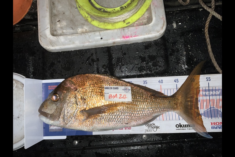 Stephen Heka caught this 51.0cm Snapper at Northland during The Hirepool Baitmates Fishing Comp