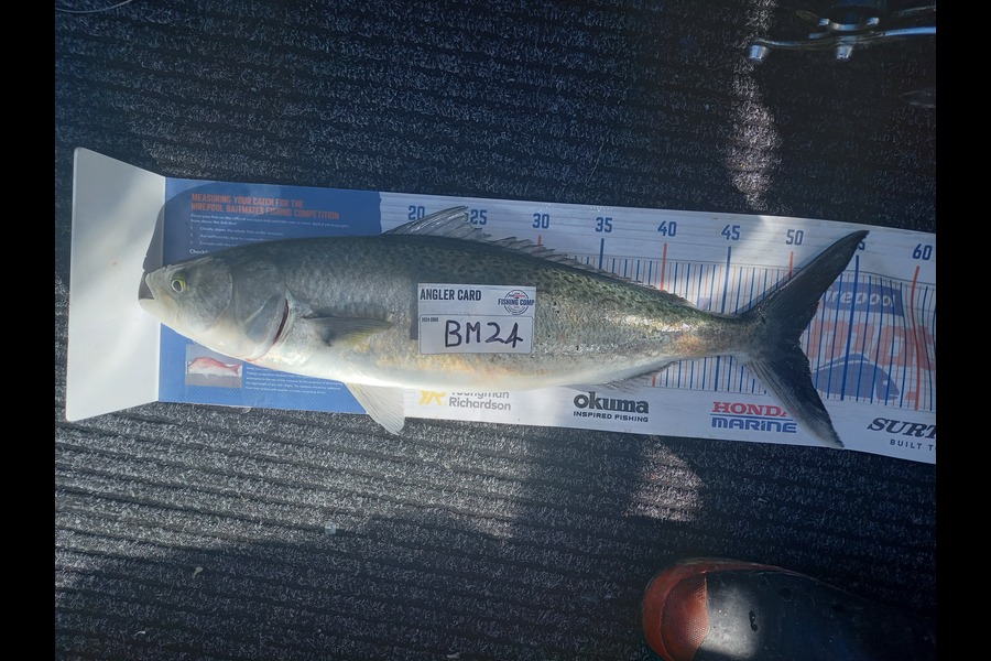 Radar Coxhead caught this 51.0cm Kahawai at Coromandel during The Hirepool Baitmates Fishing Comp