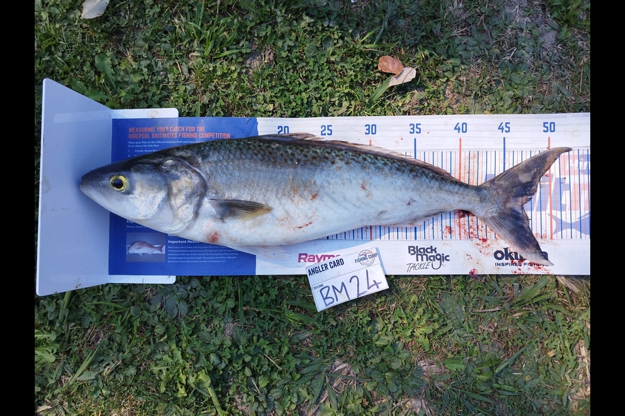 Nemo Tehiko caught this 47.0cm Kahawai at Hawkes Bay during The Hirepool Baitmates Fishing Comp