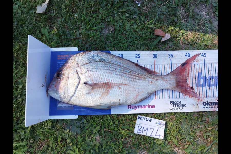 Nemo Tehiko caught this 39.0cm Snapper at Hawkes Bay during The Hirepool Baitmates Fishing Comp
