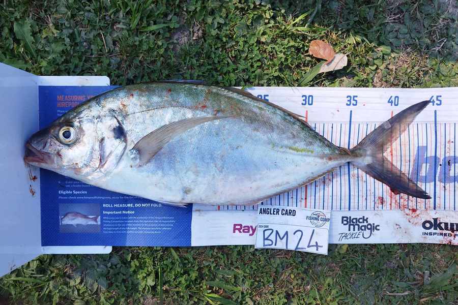 Jahlin Tehiko caught this 39.0cm Trevally at Hawkes Bay during The Hirepool Baitmates Fishing Comp