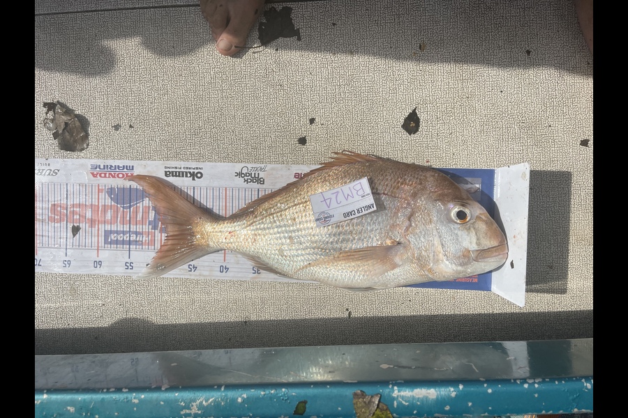 Nathan Brewster caught this 49.0cm Snapper at Coromandel during The Hirepool Baitmates Fishing Comp