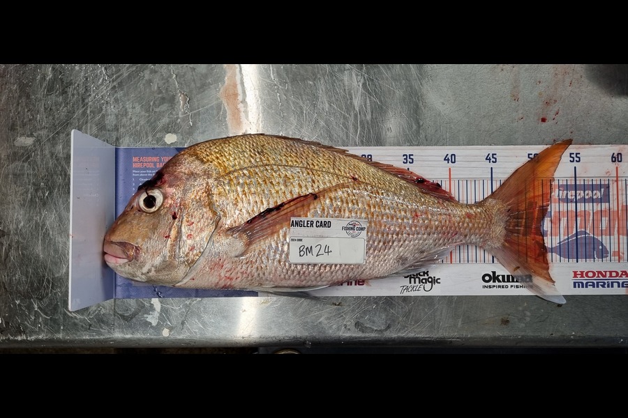 Anthony Winder caught this 50.5cm Snapper at Bay of Plenty during The Hirepool Baitmates Fishing Comp