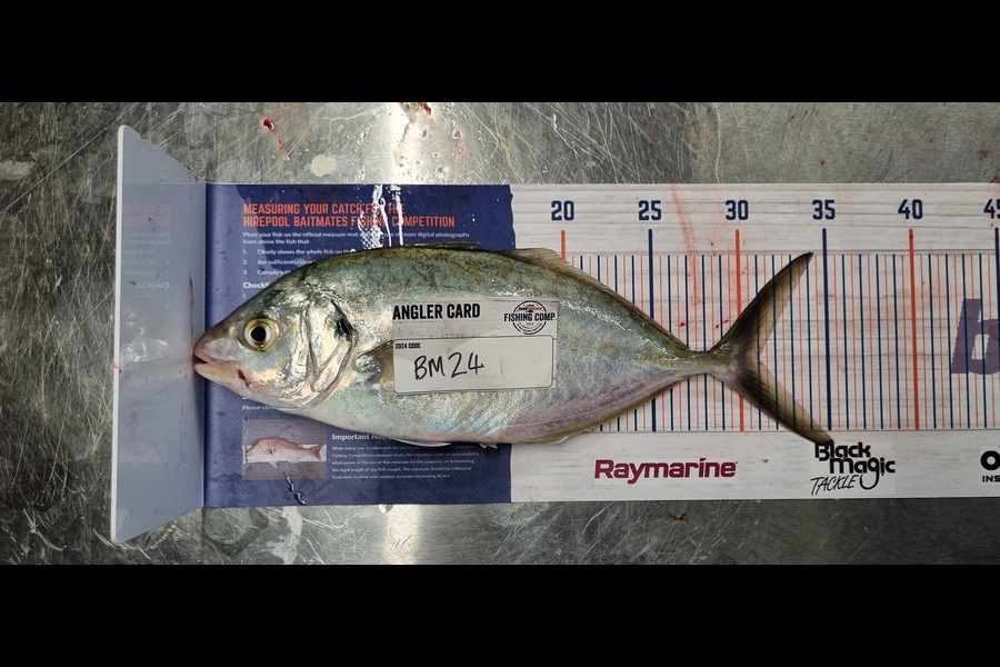 Anthony Winder caught this 31.0cm Trevally at Bay of Plenty during The Hirepool Baitmates Fishing Comp