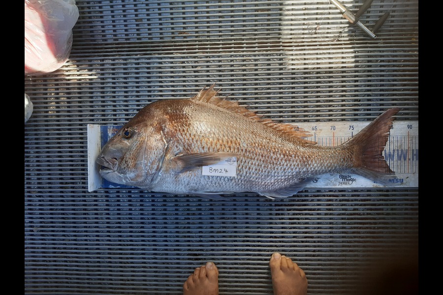 Clinton Emtage caught this 83.0cm Snapper at Northland during The Hirepool Baitmates Fishing Comp