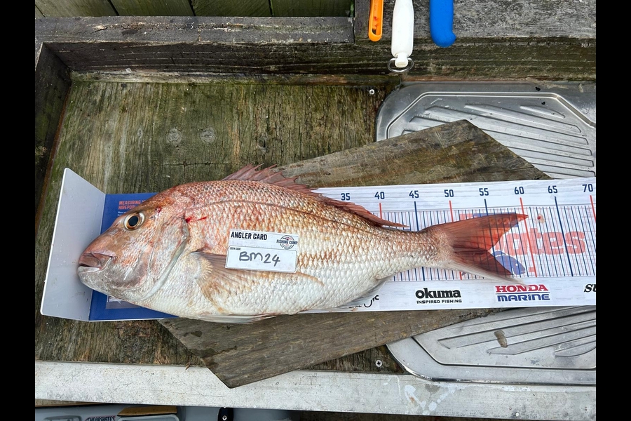 Paul Speedy caught this 54.0cm Snapper at Bay of Plenty during The Hirepool Baitmates Fishing Comp