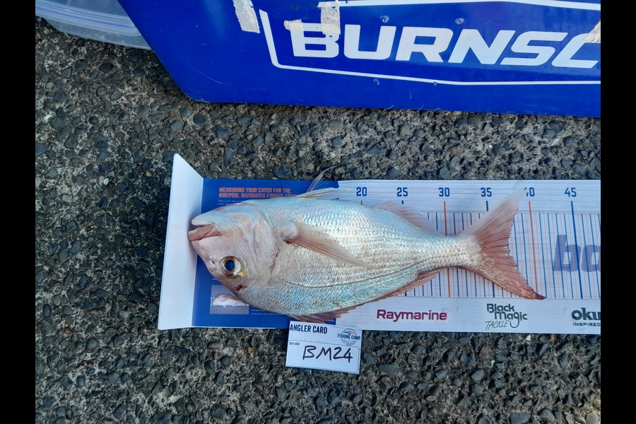 Jared Hardy caught this 37.0cm Snapper at Auckland during The Hirepool Baitmates Fishing Comp