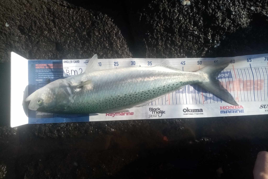 Bodhi Bishop Saunders caught this 54.0cm Kahawai at Coromandel during The Hirepool Baitmates Fishing Comp