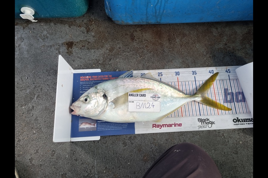 Alex Filyaev caught this 36.5cm Trevally at Auckland during The Hirepool Baitmates Fishing Comp