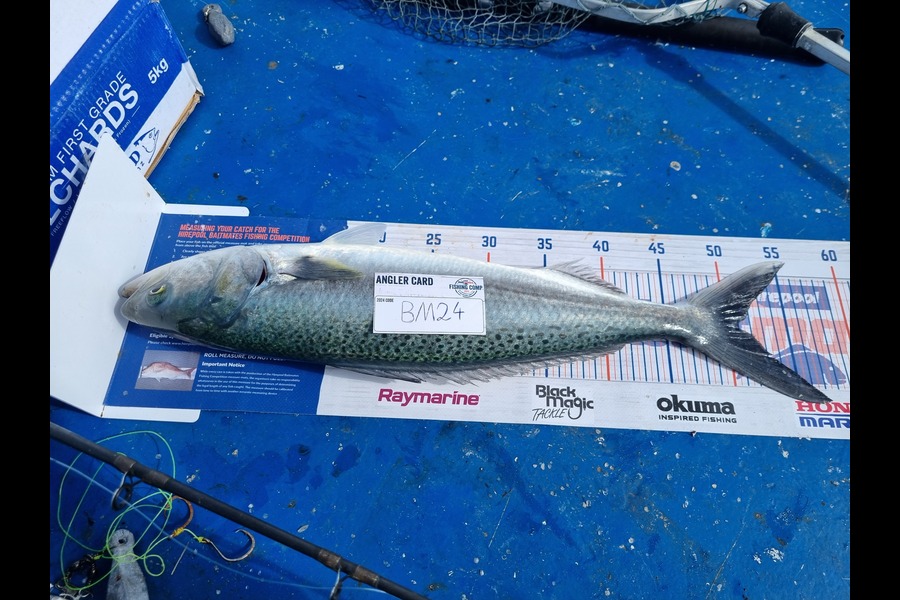 Alex Filyaev caught this 50.5cm Kahawai at Auckland during The Hirepool Baitmates Fishing Comp