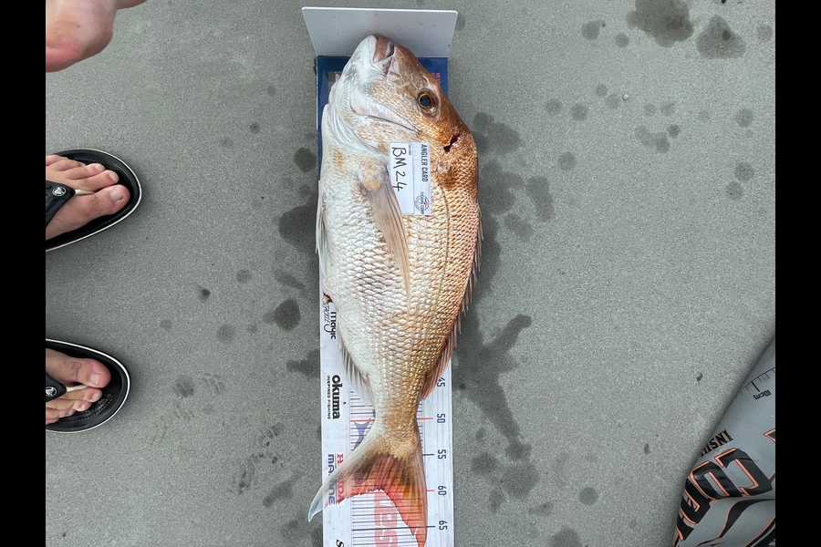 Felix Latham caught this 59.5cm Snapper at Coromandel during The Hirepool Baitmates Fishing Comp