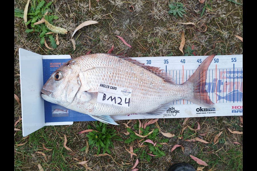 Nemo Tehiko caught this 46.5cm Snapper at Hawkes Bay during The Hirepool Baitmates Fishing Comp