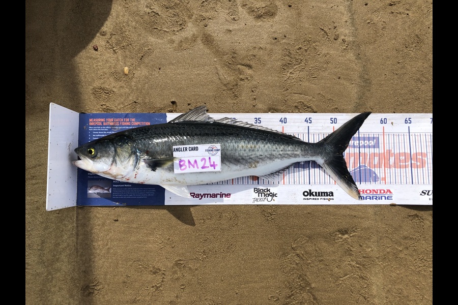Nikki Tate caught this 51.5cm Kahawai at Northland during The Hirepool Baitmates Fishing Comp
