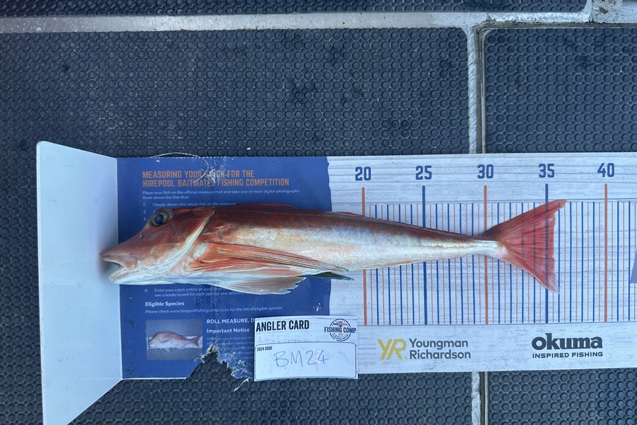 Lochlyn Kitching caught this 35.5cm Gurnard at Hawkes Bay during The Hirepool Baitmates Fishing Comp