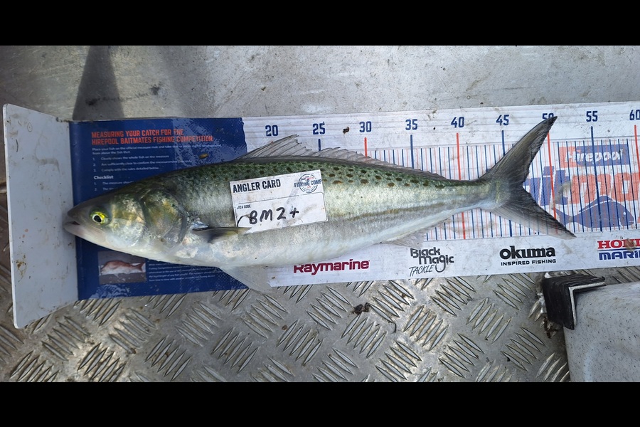 Andy Garth caught this 46.0cm Kahawai at Nelson/Marlborough during The Hirepool Baitmates Fishing Comp