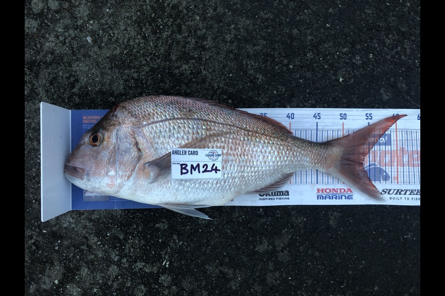 Nic Meyer caught this 53.5cm Snapper at Bay of Plenty during The Hirepool Baitmates Fishing Comp