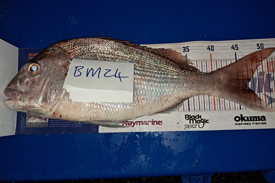 Jordan Reardon caught this 46.5cm Snapper at Auckland during The Hirepool Baitmates Fishing Comp