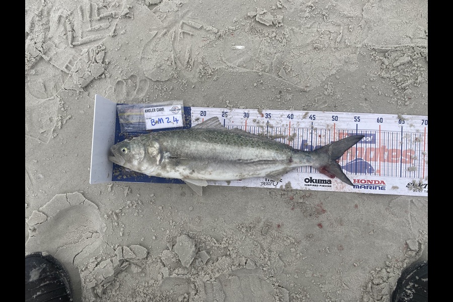 Raewyn Flay caught this 50.5cm Kahawai at Northland during The Hirepool Baitmates Fishing Comp